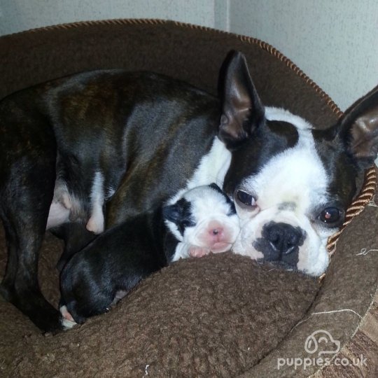 Boston Terrier puppies for Sale in the UK | Puppies.co.uk