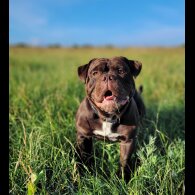 Dorset Olde Tyme Bulldogge