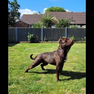 Dorset Olde Tyme Bulldogge