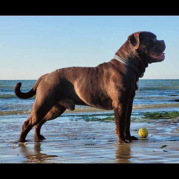 Dorset Olde Tyme Bulldogge