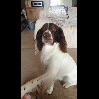 English Springer Spaniel - Dogs