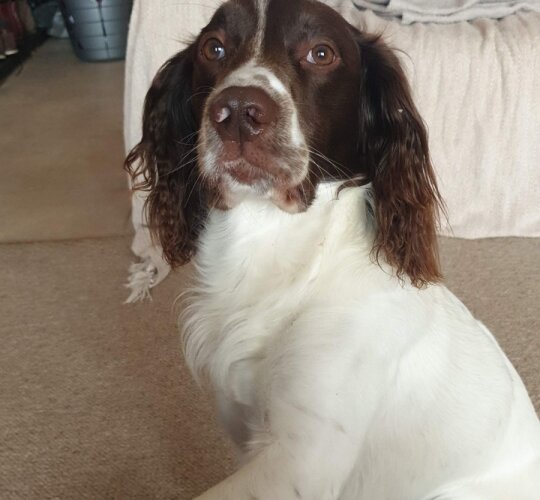 English Springer Spaniel