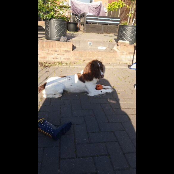 English Springer Spaniel - Dogs