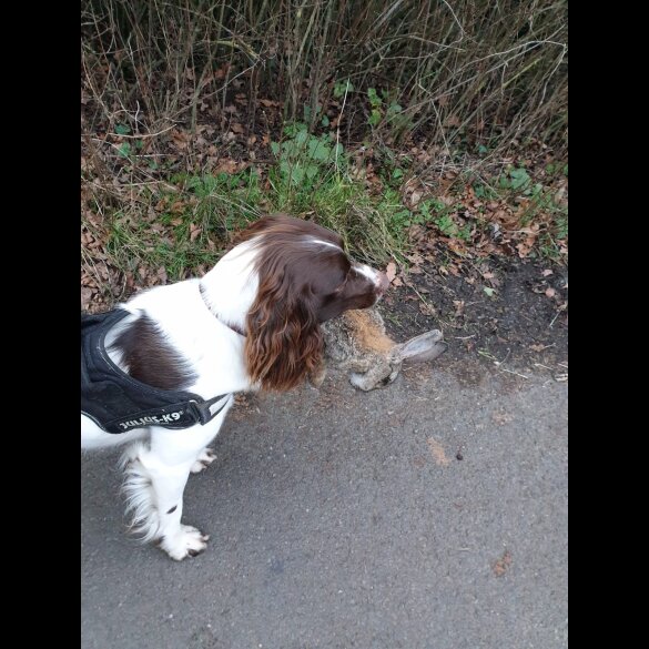 English Springer Spaniel - Dogs