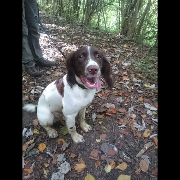 English Springer Spaniel - Dogs