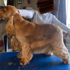 Cocker Spaniel (Working &amp; Show)