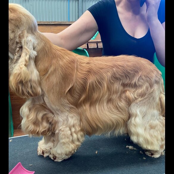 Cocker Spaniel (Working &amp; Show)