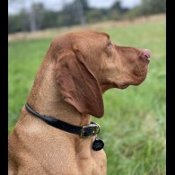 Hungarian Vizsla