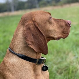 Hungarian Vizsla