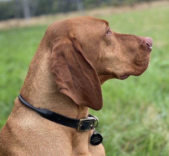 Hungarian Vizsla