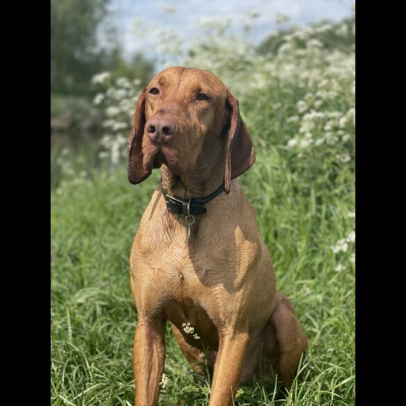 Hungarian Vizsla