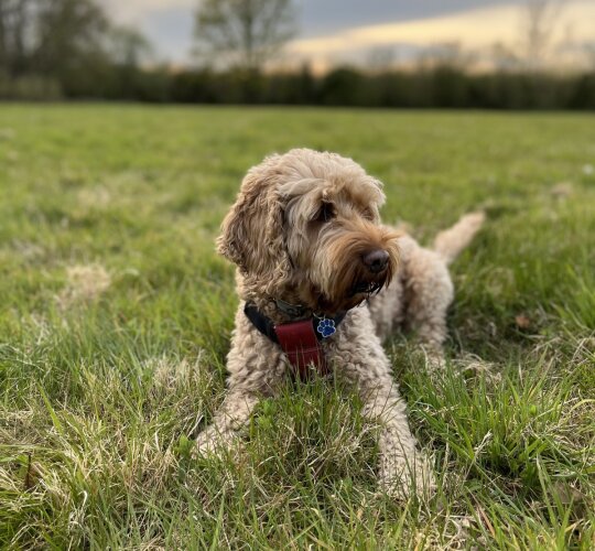 Cockapoo