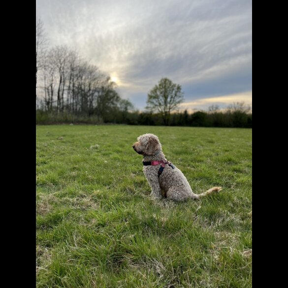 Cockapoo