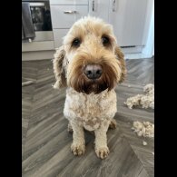 Cockapoo