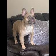 French Bulldog