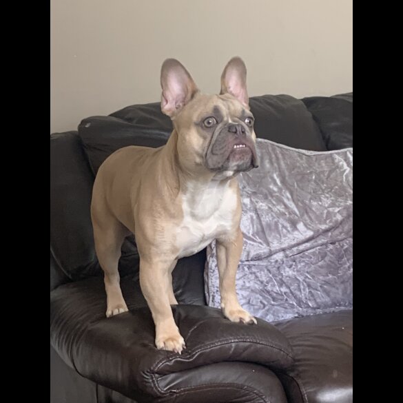 French Bulldog