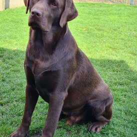 Labrador Retriever