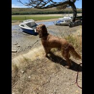 Cocker Spaniel (Working &amp; Show)