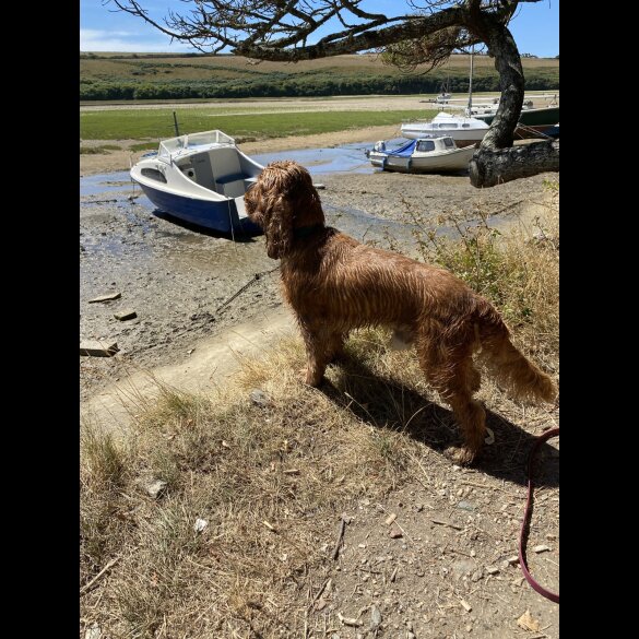 Cocker Spaniel (Working &amp; Show)