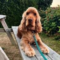 Cocker Spaniel (Working &amp; Show)