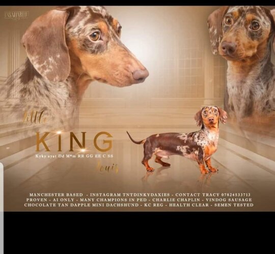 Dachshund (Standard &amp; Miniature)