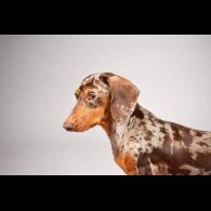 Dachshund (Standard &amp; Miniature)