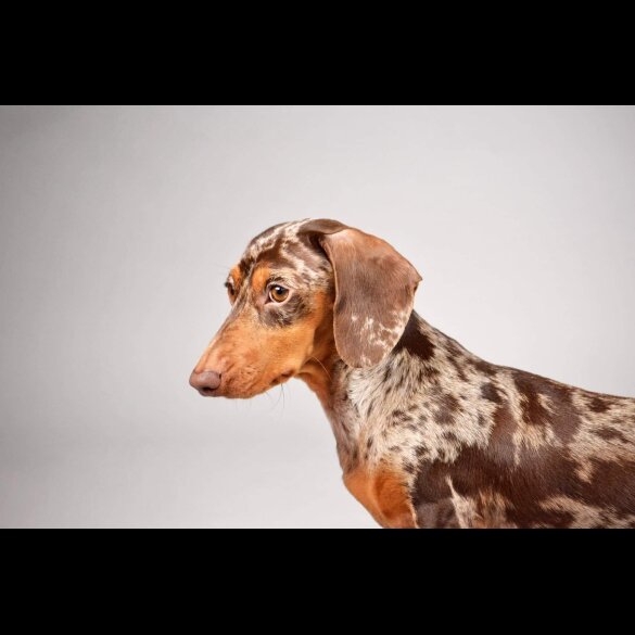 Dachshund (Standard &amp; Miniature)