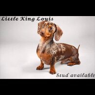 Dachshund (Standard &amp; Miniature)