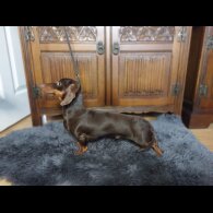 Dachshund (Standard &amp; Miniature)