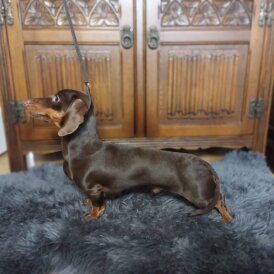 Dachshund (Standard &amp; Miniature)