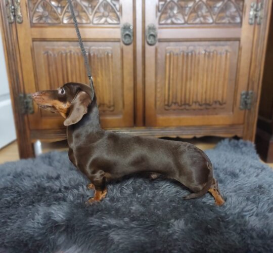 Dachshund (Standard &amp; Miniature)