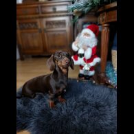 Dachshund (Standard &amp; Miniature)