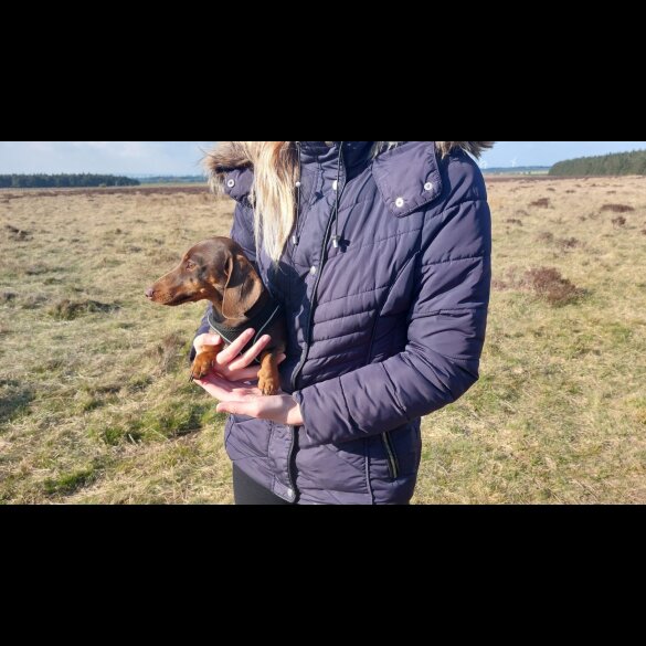 Dachshund (Standard &amp; Miniature)