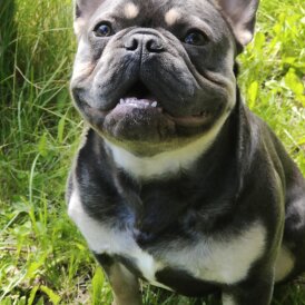 French Bulldog