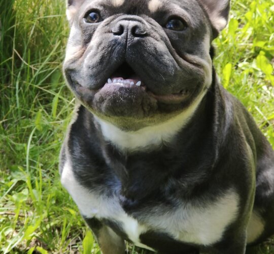 French Bulldog