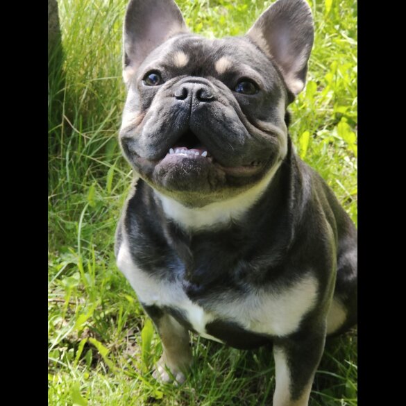 French Bulldog