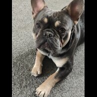 French Bulldog