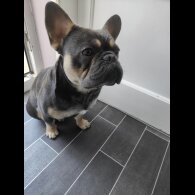 French Bulldog