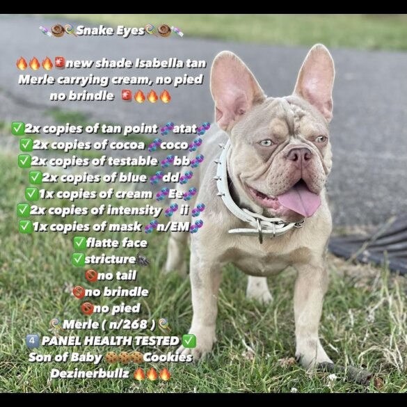 French Bulldog