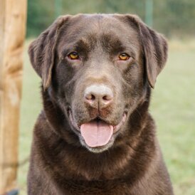 Labrador Retriever