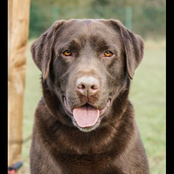 Labrador Retriever