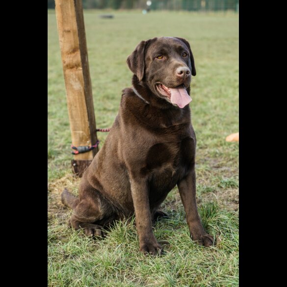 Labrador Retriever