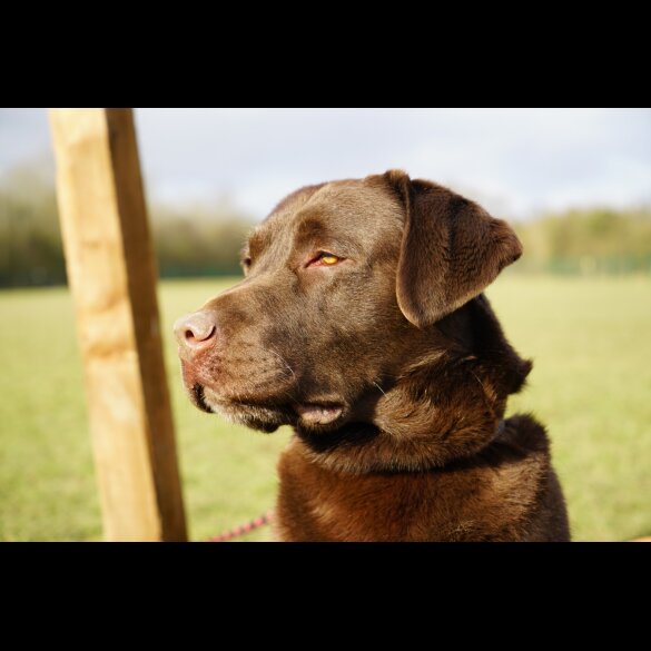 Labrador Retriever