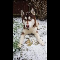 Siberian Husky