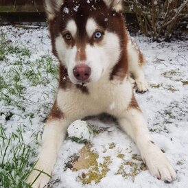 Siberian Husky