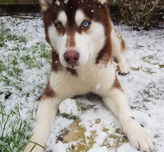 Siberian Husky