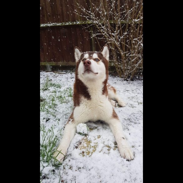 Siberian Husky