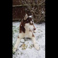 Siberian Husky