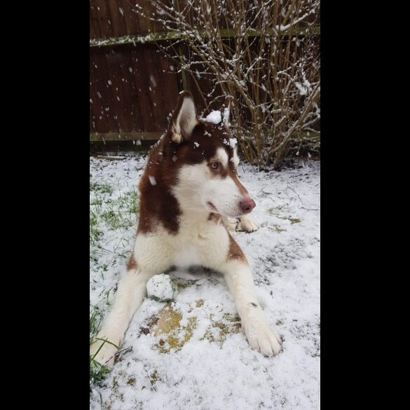 Siberian Husky