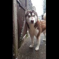 Siberian Husky